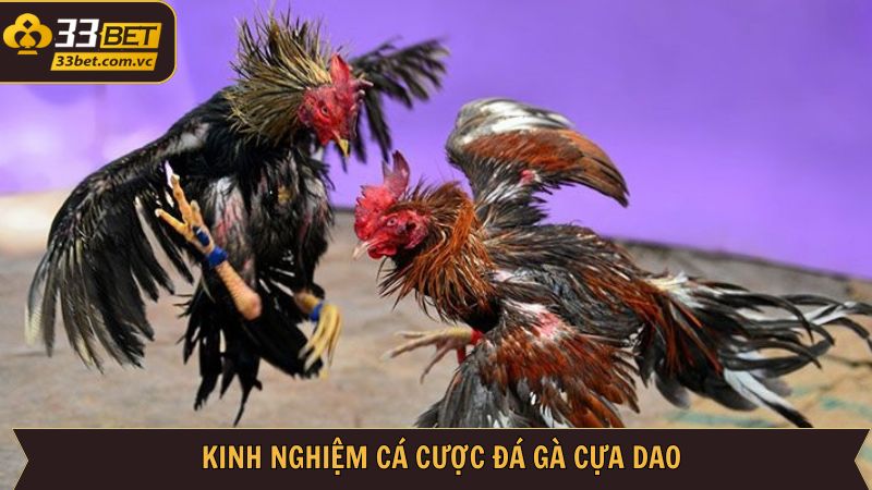 Đá Gà Cựa Dao - Bộ Môn Hấp Dẫn Lôi Cuốn Thành Viên Tại 33BET 4 Bí kíp chinh phục chọi kê cựa dao chuẩn xác nhất