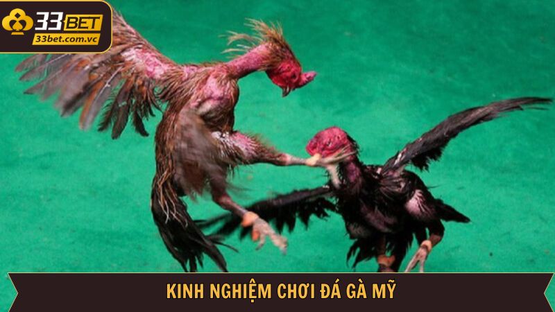 Đá Gà Mỹ Cực Phẩm Tại 33BET - Trải Nghiệm Cá Cược Đỉnh Cao 4 Bí kíp kinh nghiệm giúp thành viên bất bại khi cá cược đá gà