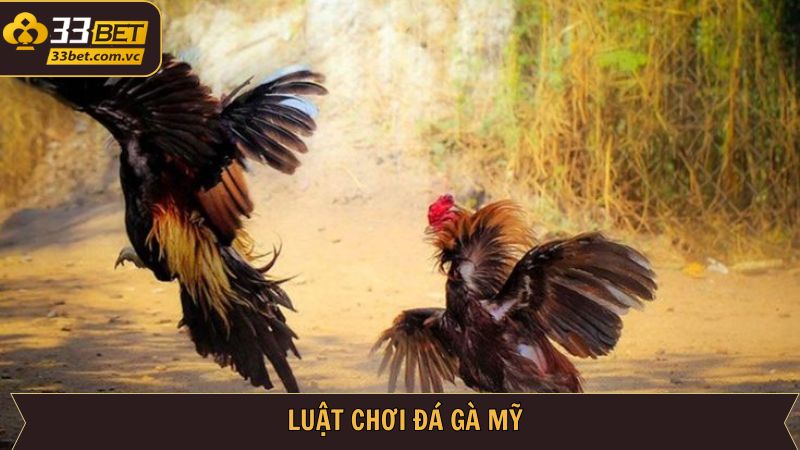 Đá Gà Mỹ Cực Phẩm Tại 33BET - Trải Nghiệm Cá Cược Đỉnh Cao 3 Chi tiết luật chơi đá gà Mỹ người dùng cần nắm để cá cược
