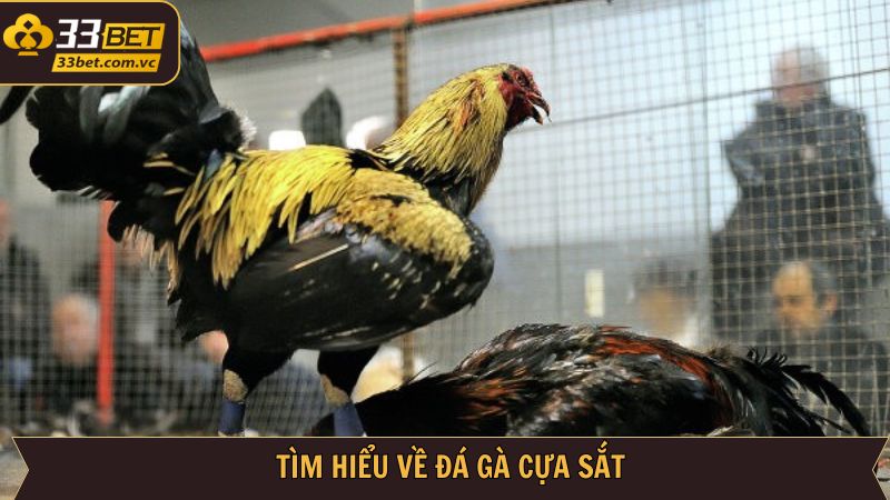 Nội dung sơ lược về loại hình chọi kê cựa sắt 