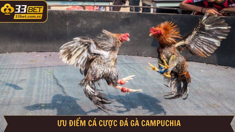 Đá Gà Campuchia - Những Trận Đấu Căng Thẳng Ngay Tại 33BET 6 Những lợi ích vượt bậc từ đá gà Campuchia